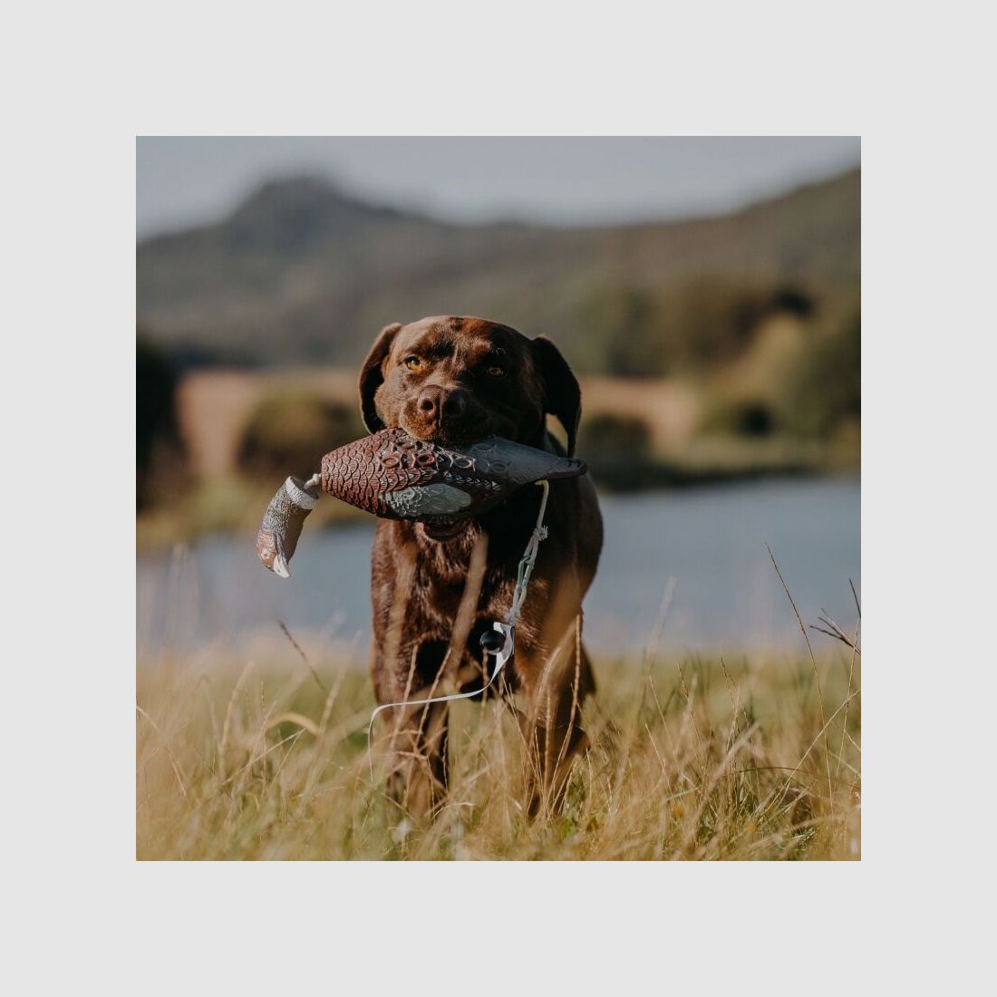 HP&G Apportierdummy Fasan