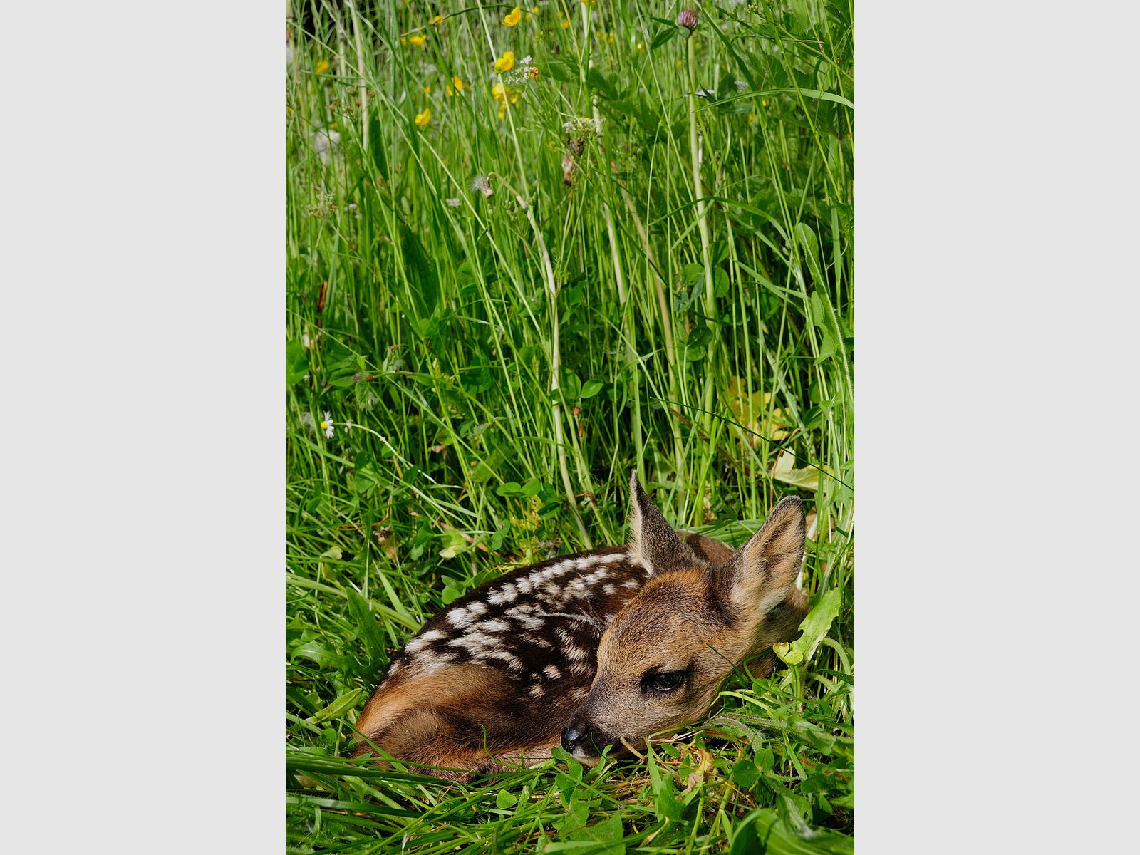 Kiepenkerl Pflanzensaat Reh- und Hasengartenmischung
