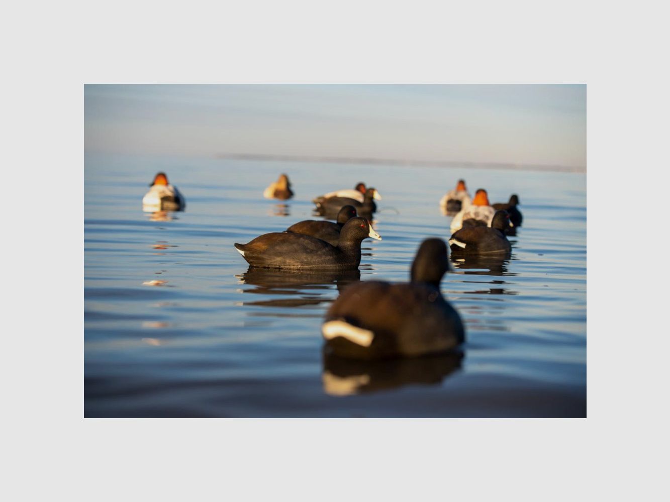 Forme de foulque AvianX par 6, image 2 sur 6