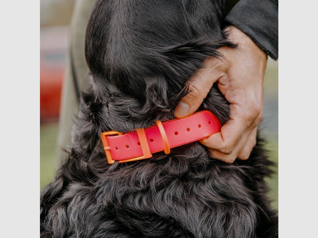 HP&G Collare per cani 25mm Rosa