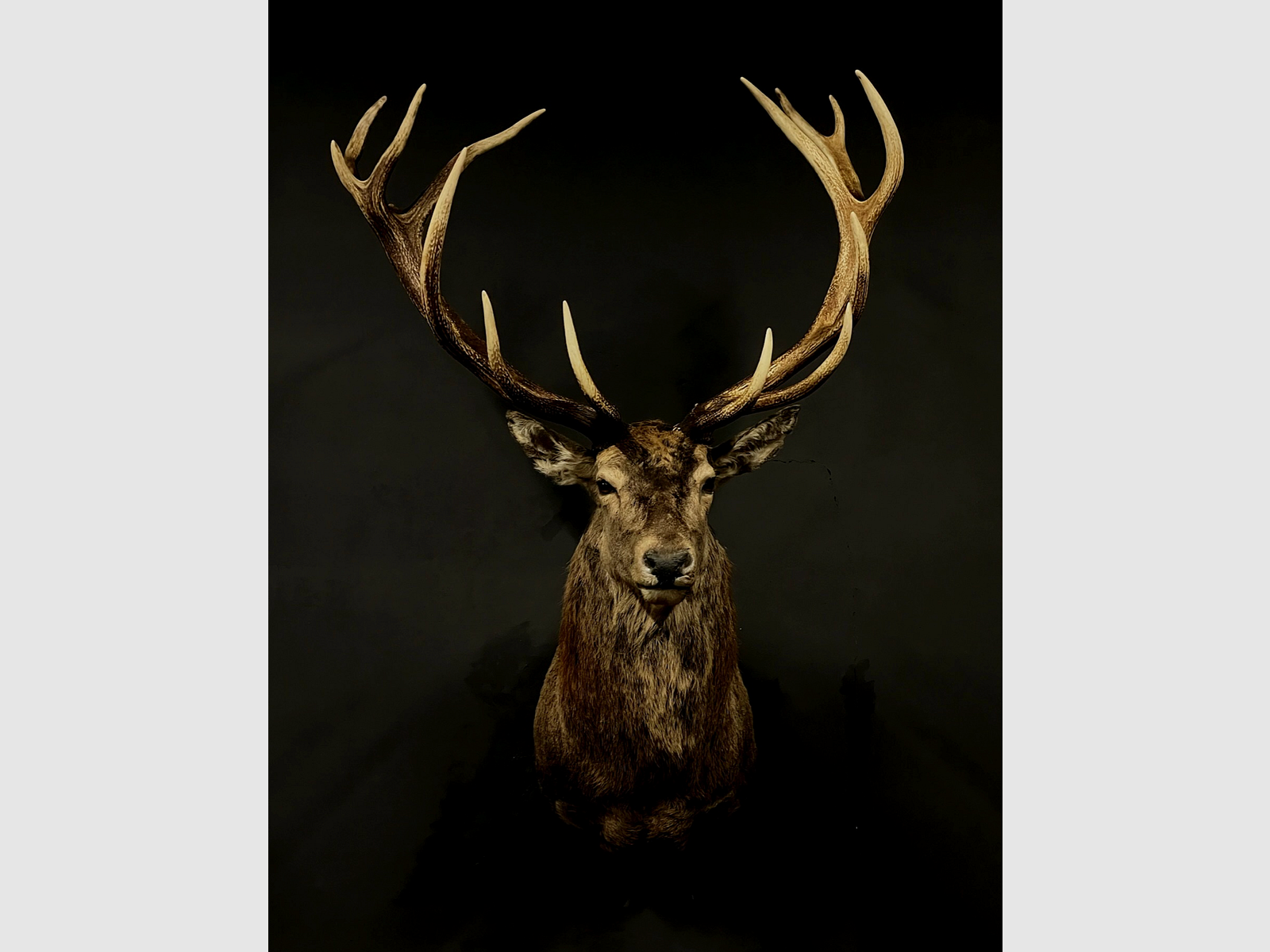 Schulterpräparat großer Hirsch 16, Bild 2 von 7