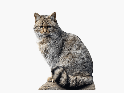 Tieraufsteller Wildkatze
