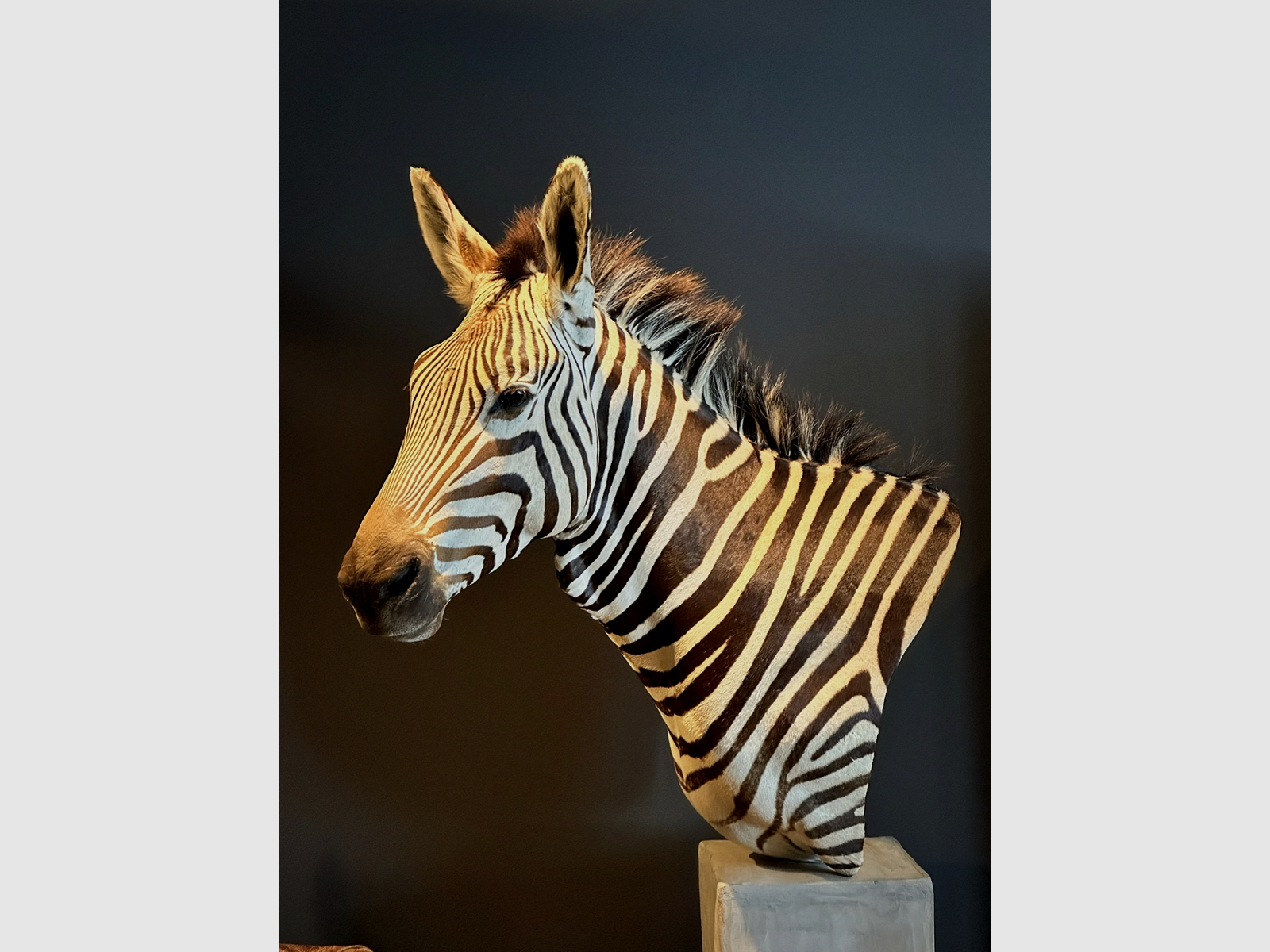 Trophée de zèbre en cape, image 9 sur 15