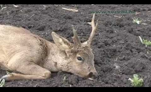 Hunting atypical Roebuck