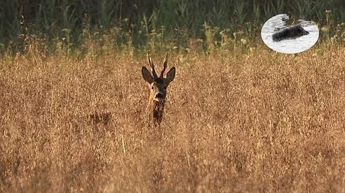 Medal roebuck hunting in August