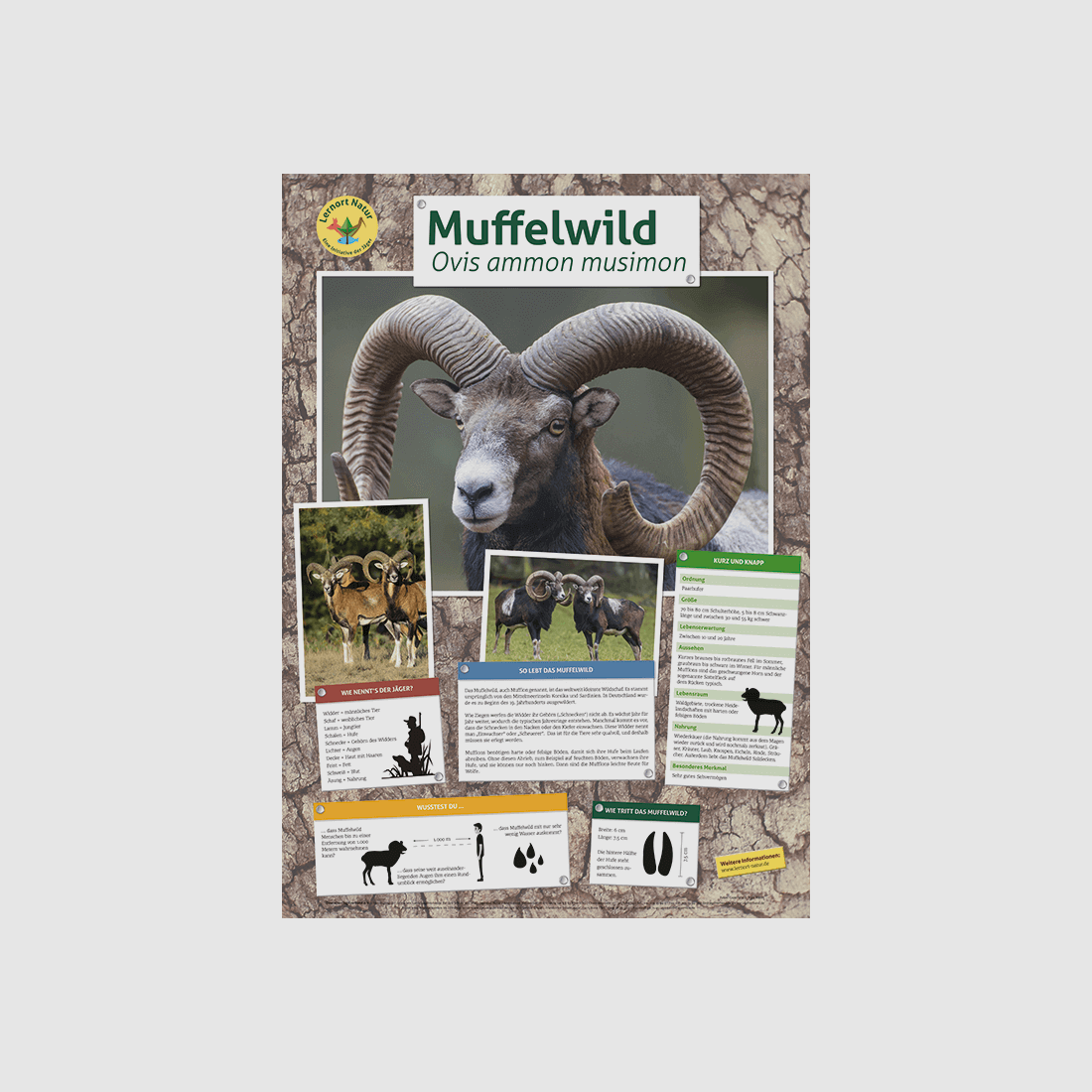 Luogo di apprendimento natura - Poster muflone