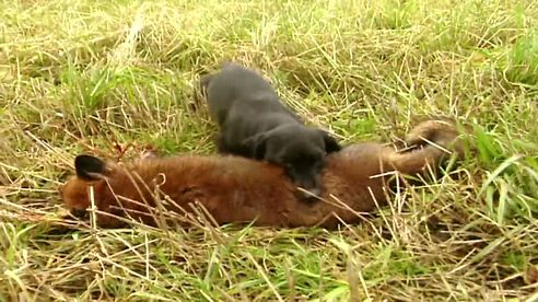 Fox hunting with terriers | Fox digging and predator control - Ultimate Hunting