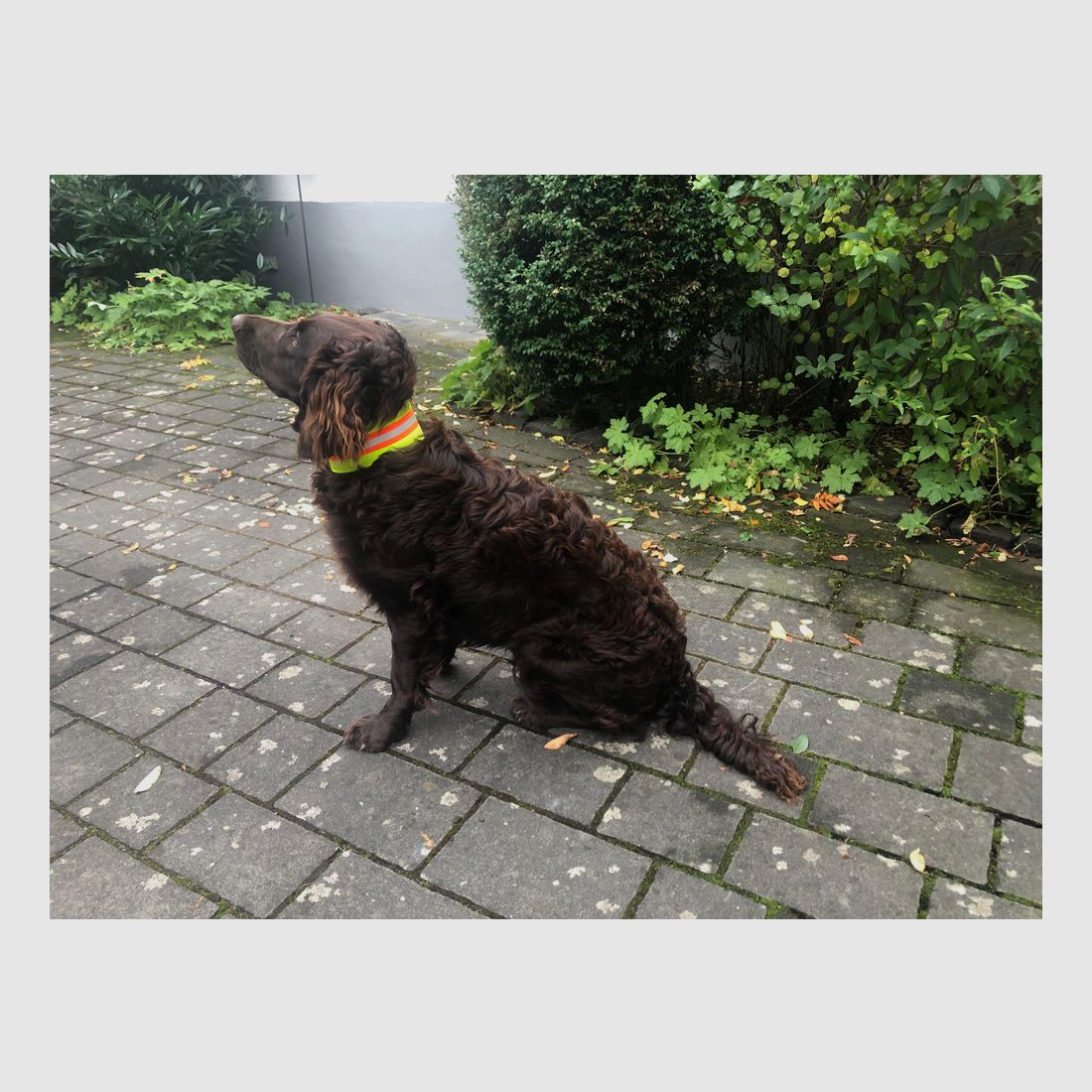 Signalhalsband Hund dehnbar