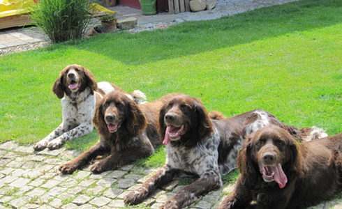 Breed Profile: German Longhaired
