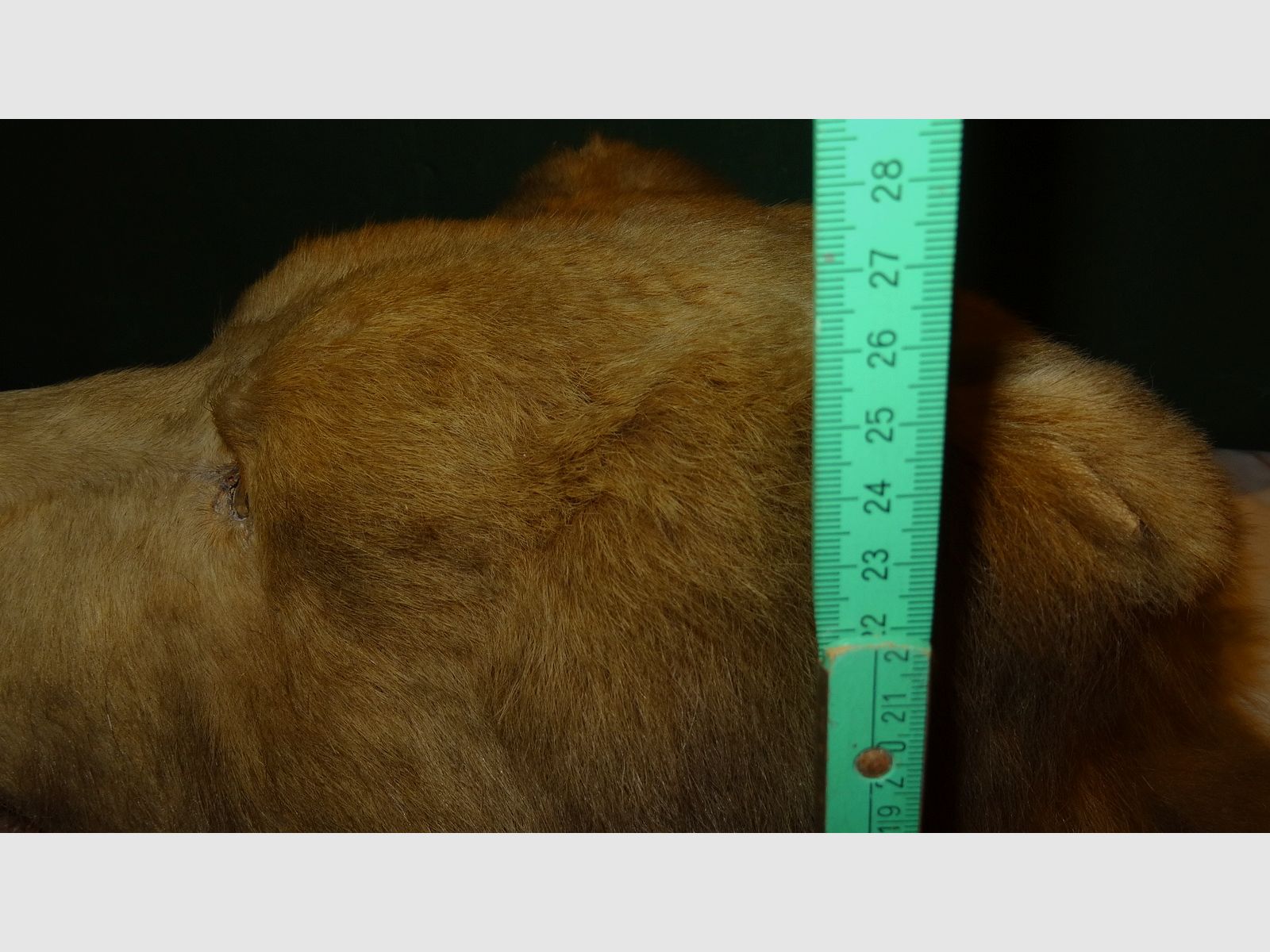 Cabeza de oso, trofeo, preparación como herencia, años 80, decoración