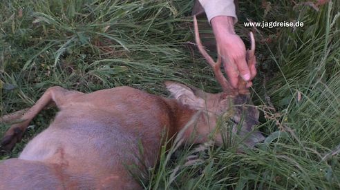 Böcke und Elche in Ostpreussen - Bucks and moose in Eastprussia / Poland