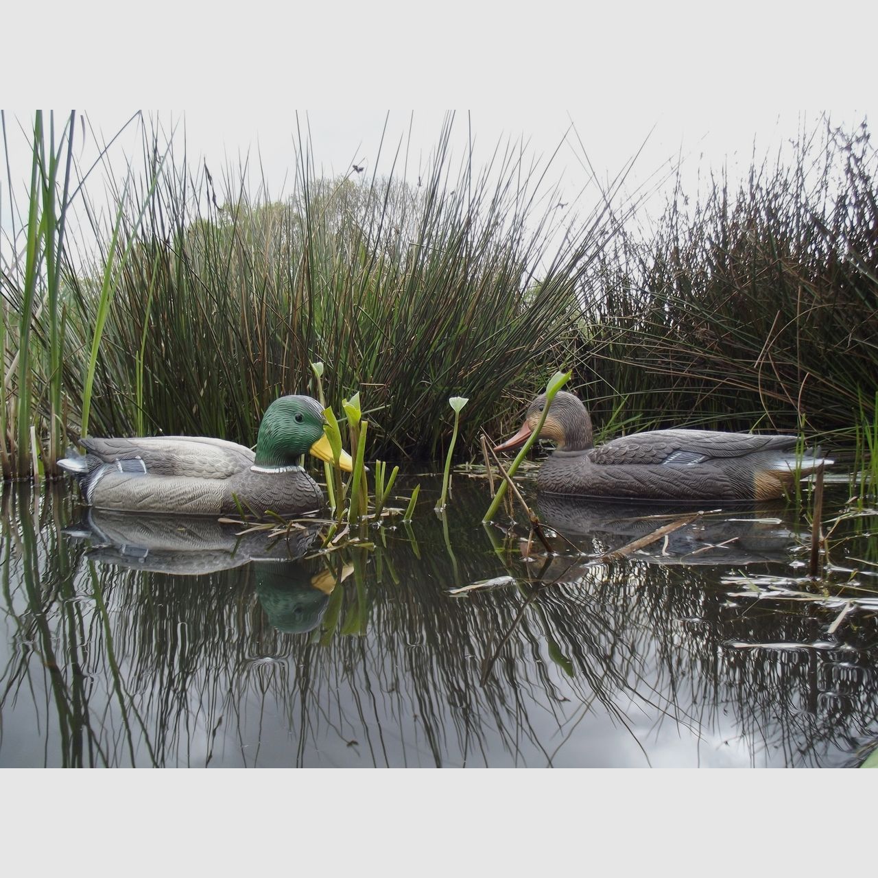 Lockenten Erpel und Enten-Mix. 12 Stk.