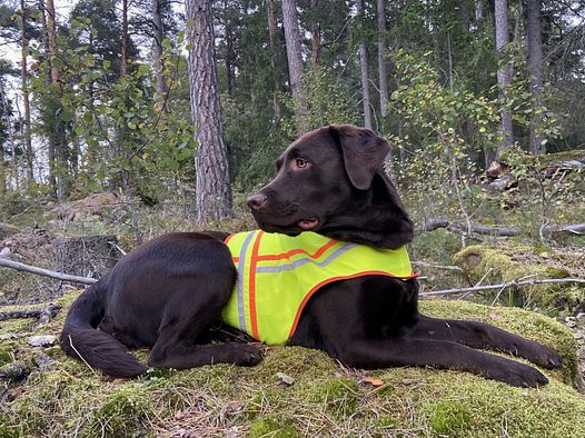 Gilet réfléchissant pour chiens - chiens de recherche - taille 3