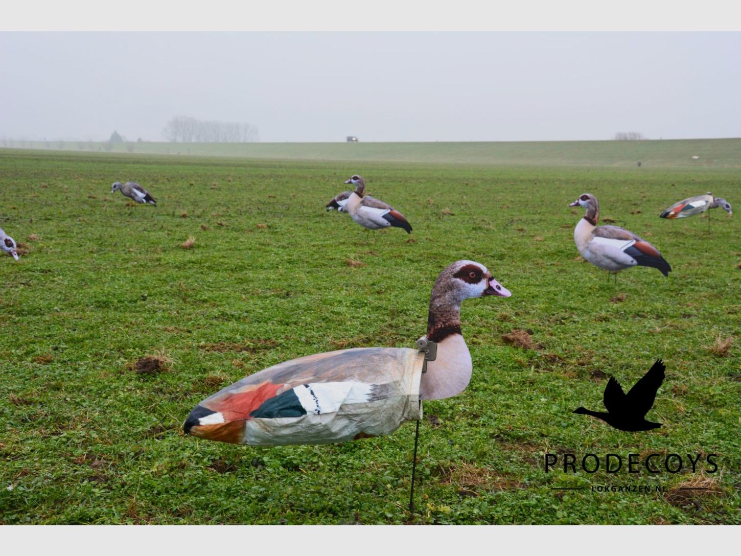 ProDecoys Nilgans 2D-Windsack-Lockvögel, 12 Stk., Bild 4 von 9