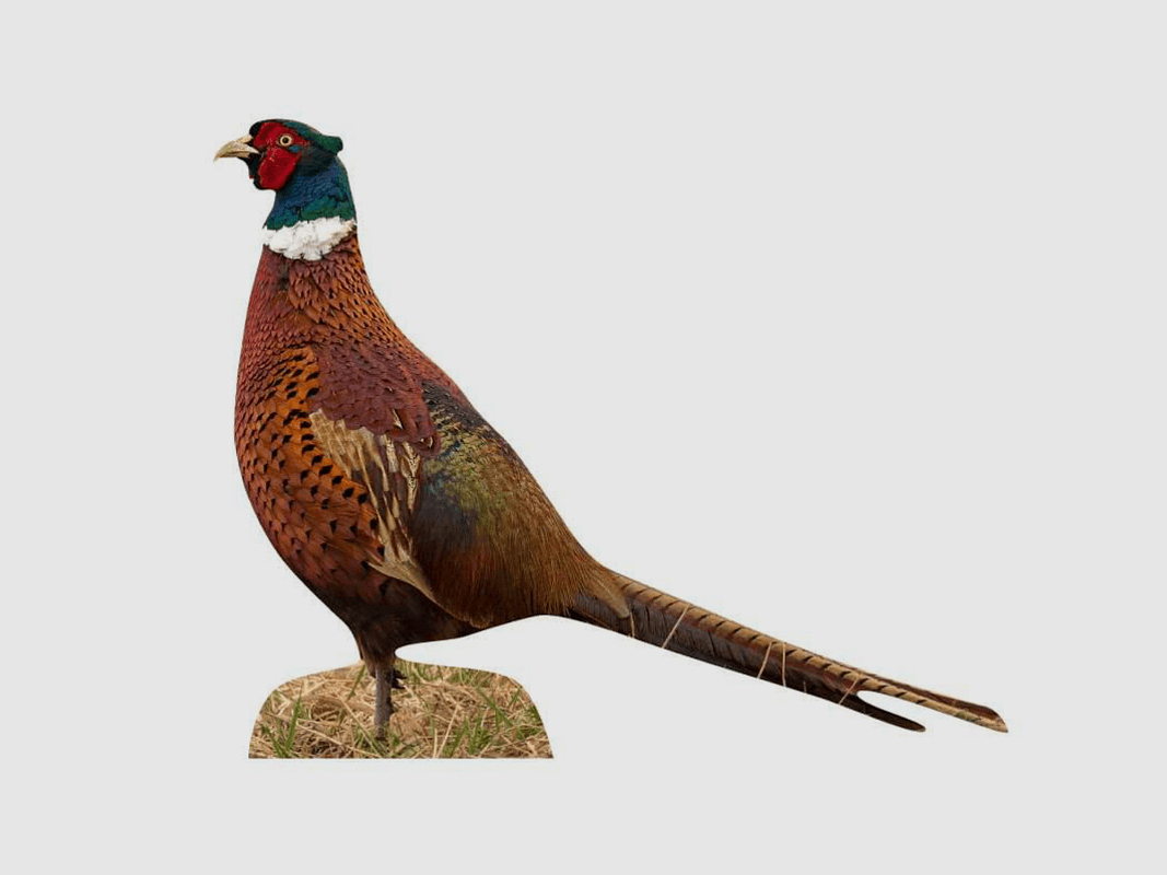 Dierstand fazanthaan staand