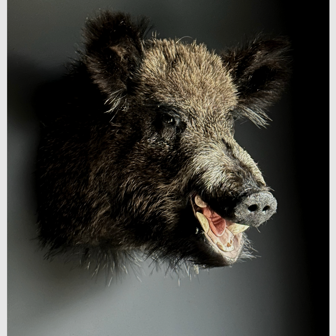 Wildschwein-Schulterpräparat, Bild 1 von 8