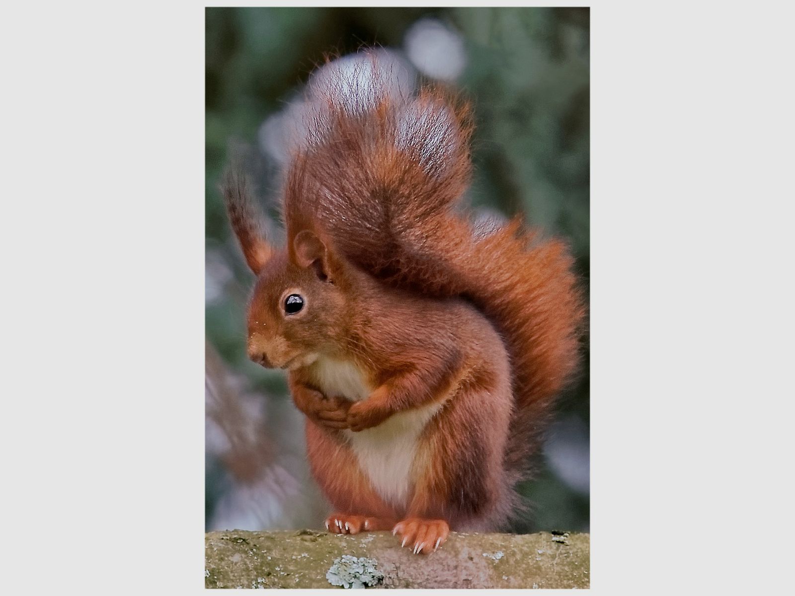Refrigerator magnet squirrel