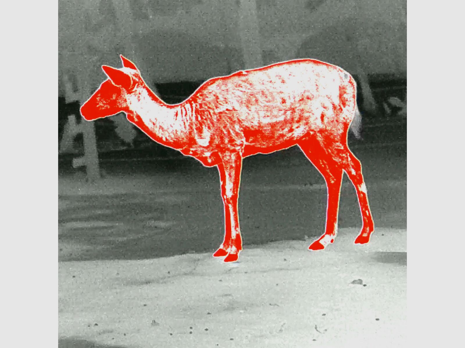 PARD PARD Predator 480 LRF warmtebeeld voorzetapparaat