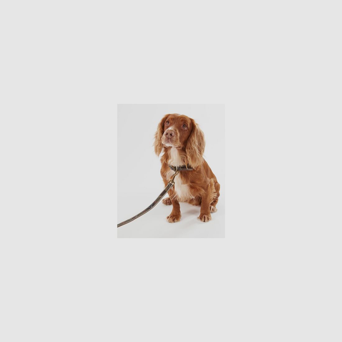 Laisse pour chien Barbour Tartan réfléchissante