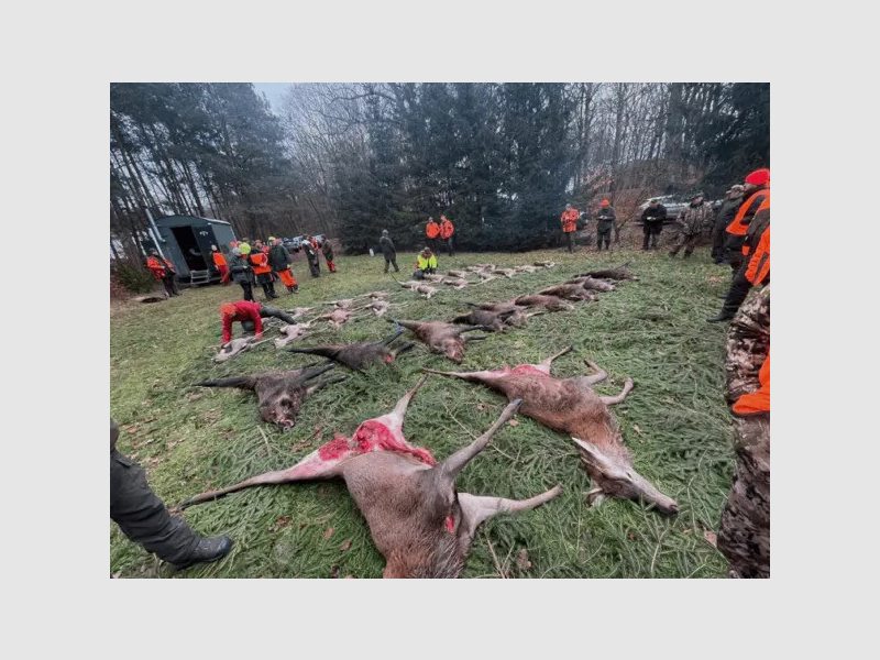 3 Tage Drückjagd in Brandenburg - Adrenalin pur *7000 HA*