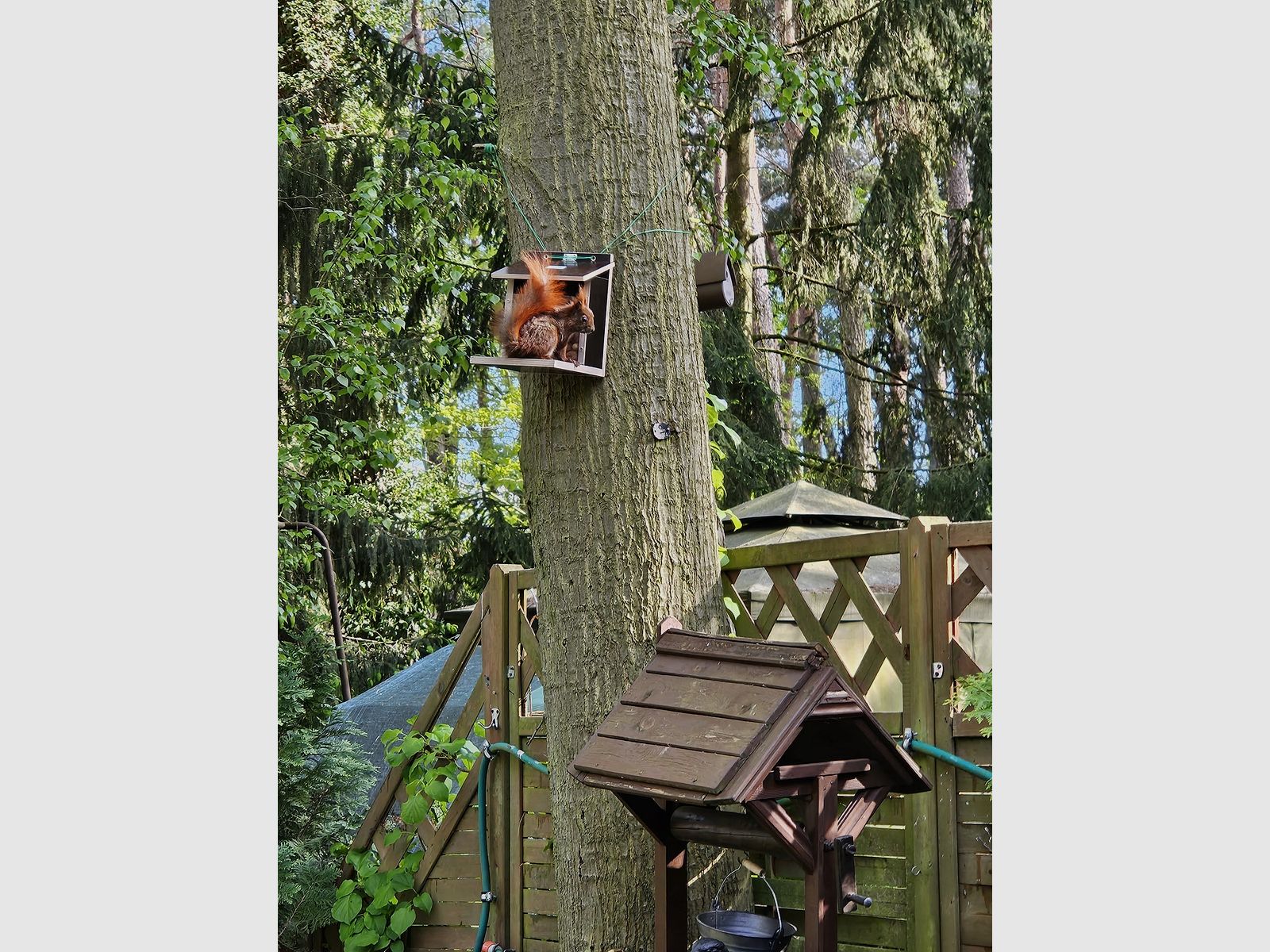 Eichhörnchenfutterautomat