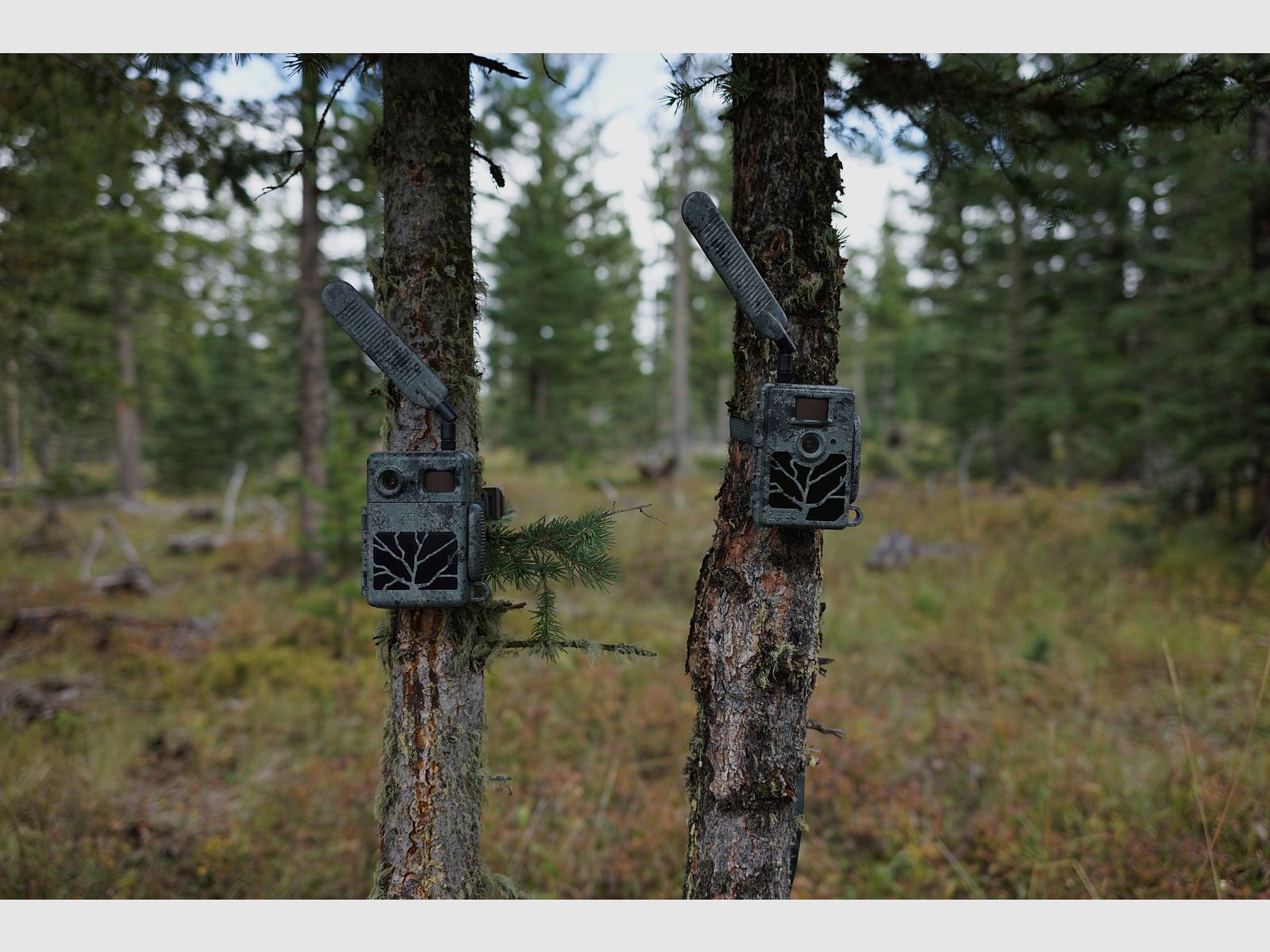 ZEISS Secacam 7 wildlife camera with transmission function 60-degree field of view 25m detection