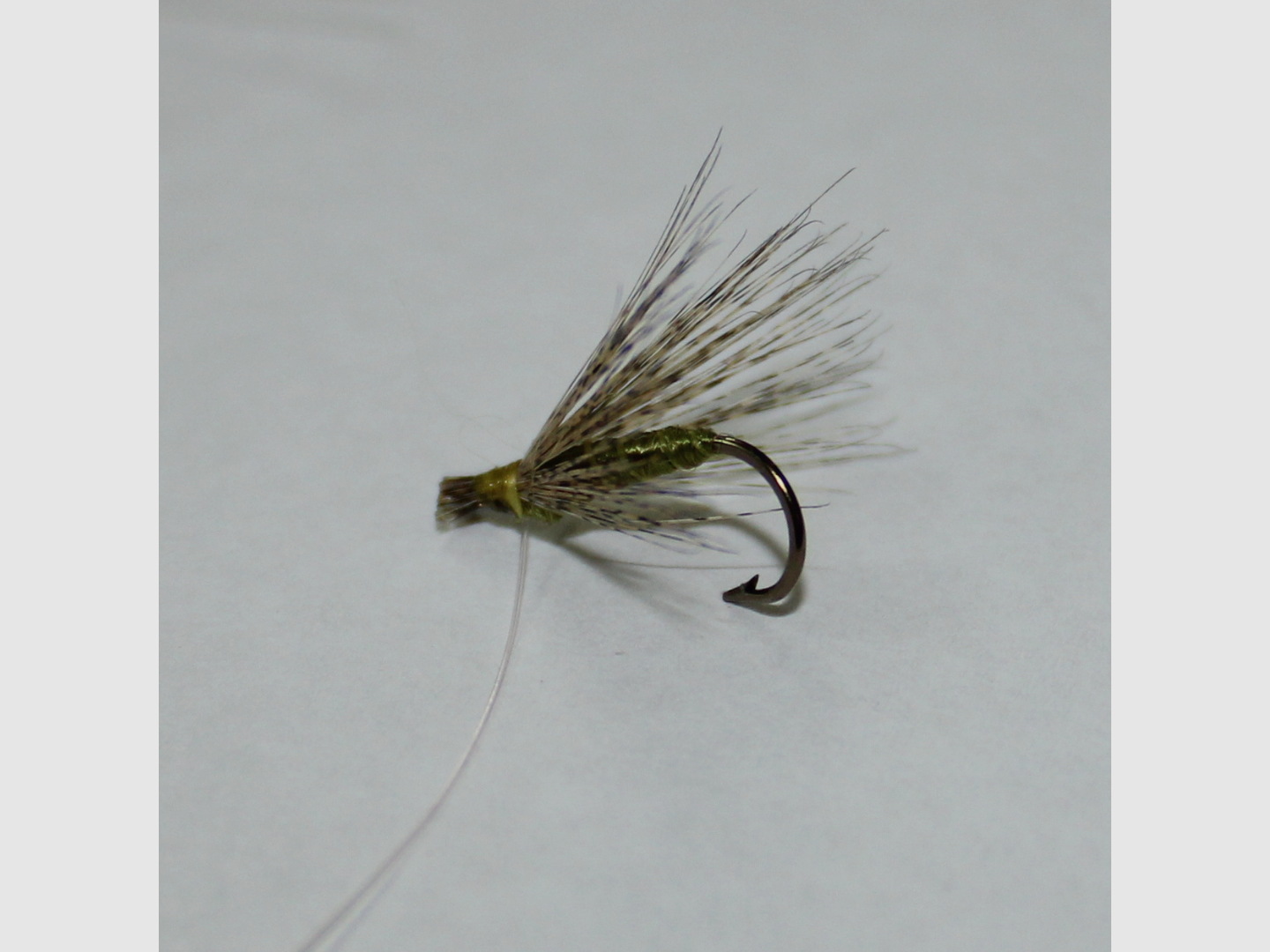 Olivengrüne Fliege