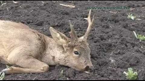 Hunting atypical Roebuck