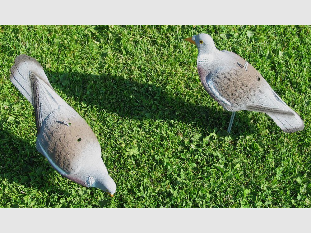 pigeons d'appel neufs (12 pièces) demi-coquille ; tourterelle des bois