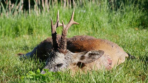 Viele starke Böcke zum Aufgang der Bockjagd - spannende Jagdszenen - Verlosung des Gewinnspiels