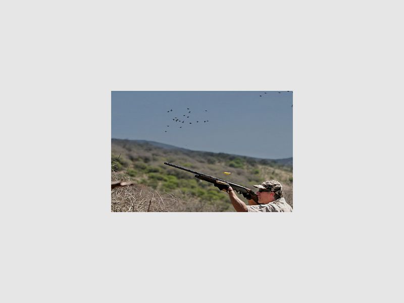 Argentinien - Dove Shooting
