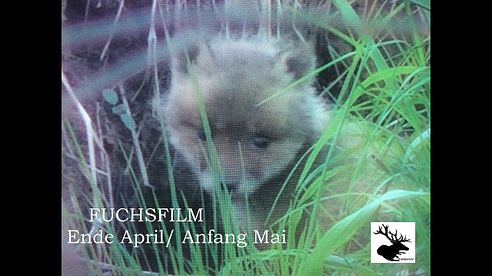 Fuchsfilm (Ende April/ Anfang Mai)