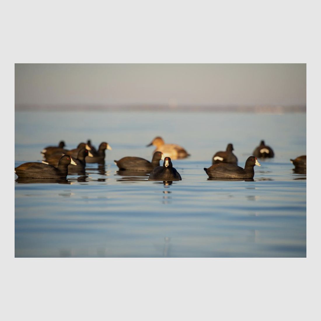 Forme von Foulque AvianX 6er Pack, Bild 3 von 6