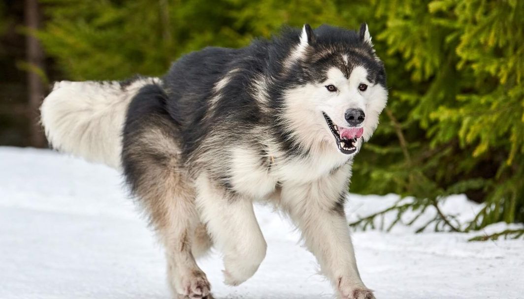 Profilo della razza: Alaskan Malamute