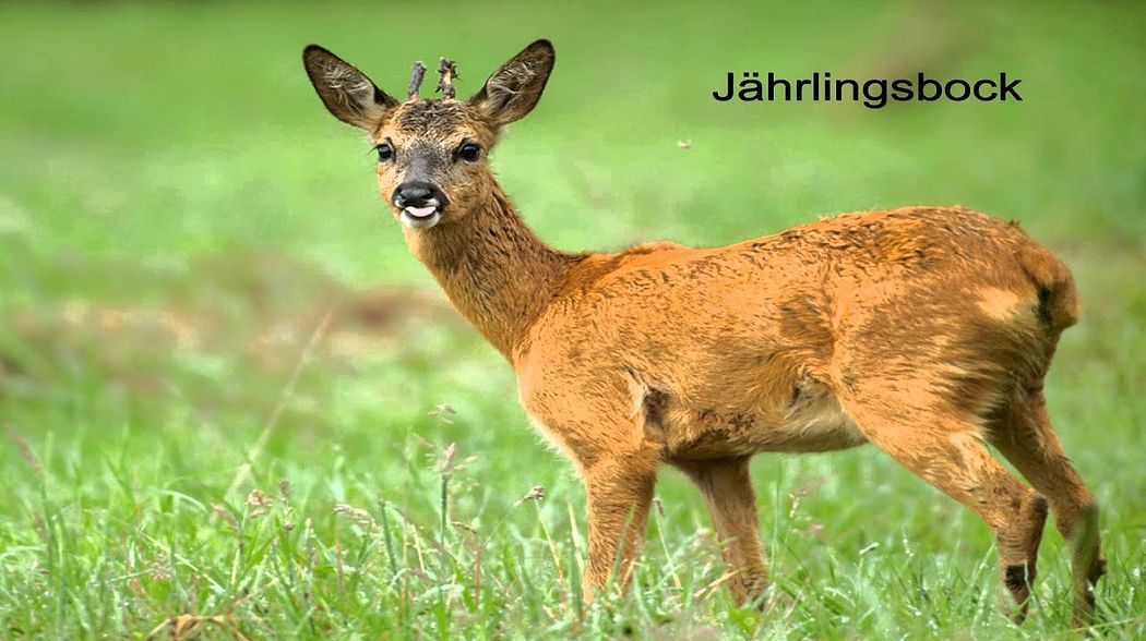 Rehwild richtig ansprechen