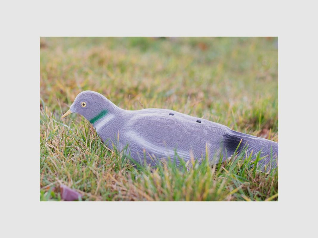 Lockvogel Taube Halbschale