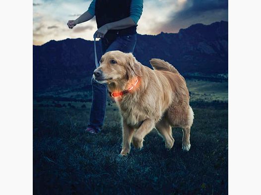 NITE DAWG COLLIER LED POUR CHIEN - L