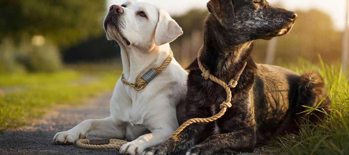 Introducing Dogs - What to Consider