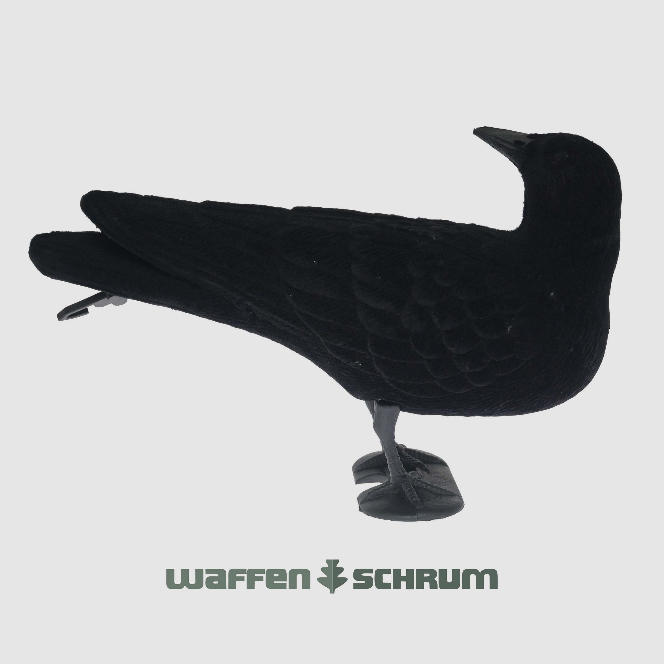 Vollkörper-Lockkrähe beflockt Herumschauende