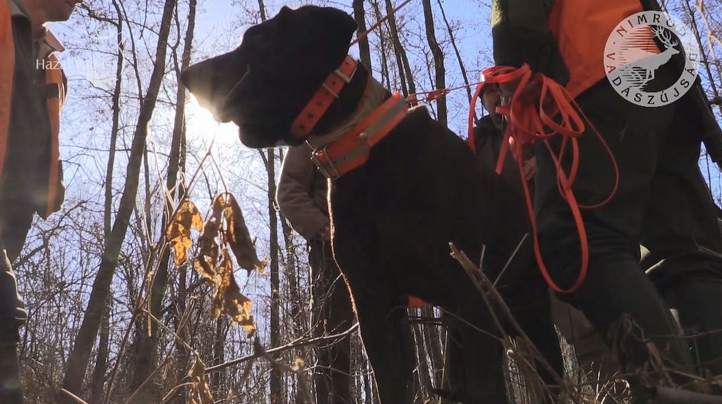 28. KASZÓ CUP Nationale Schweißhund Verbandsprüfung – Sendung vom 04. 03. 2017