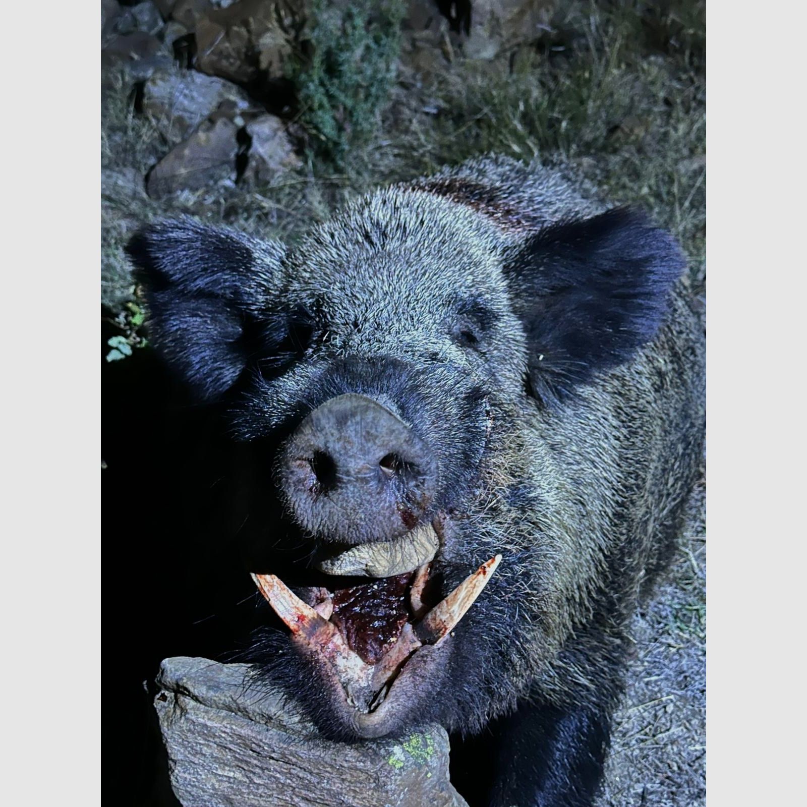 Nacht Pirsch Jagd in der Türkei  Sonderangebot 5 Sauen Inkl.