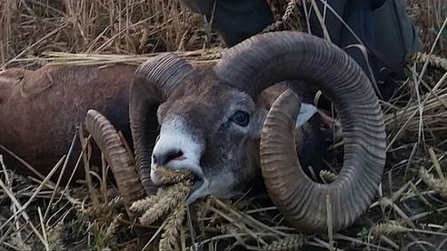 Pirsch auf einen Goldmedallien Widder / stalk for a gold medal mouflon