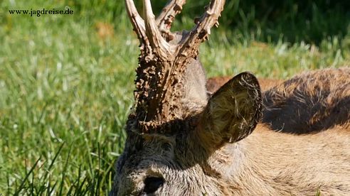 Erfolgreiche Bockjagd im ehem. Ostpreußen! Succesfull buck hunt in former East Prussia!