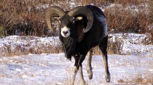 Muffelwild in der Schönower Heide