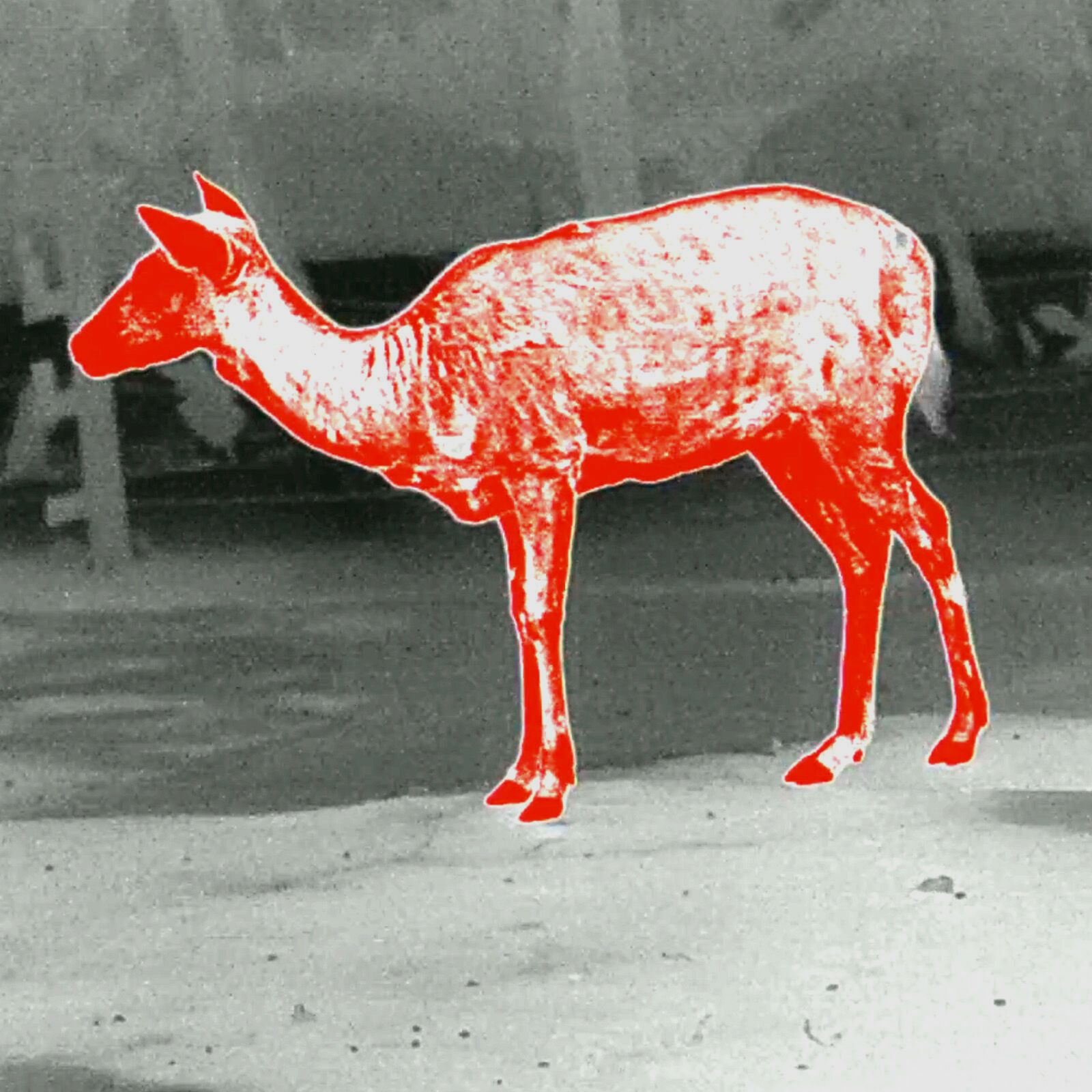 PARD PARD Predator 480 LRF warmtebeeld voorzetapparaat