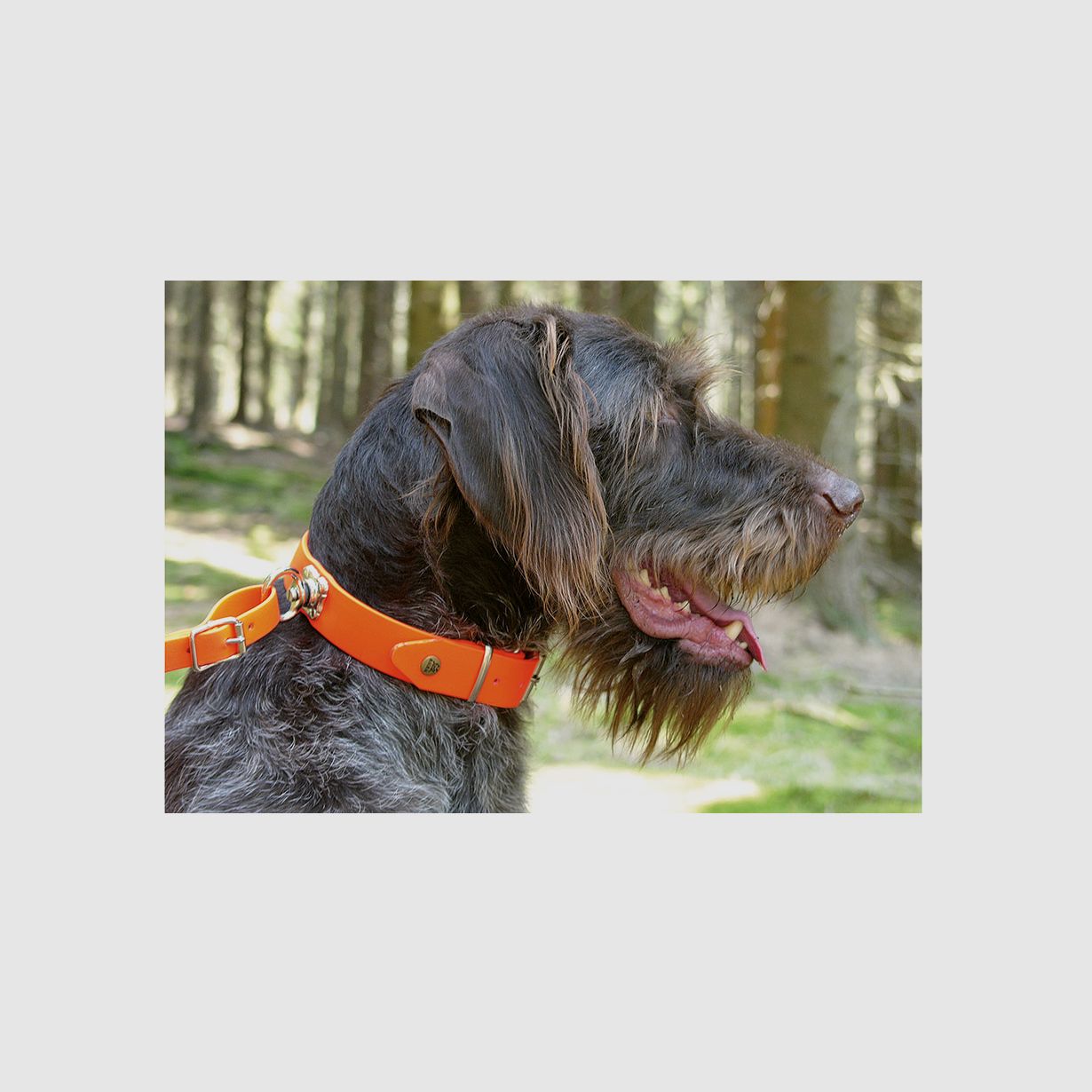 AKAH BioThane® Schweißhalsung mit Schnallverschluss