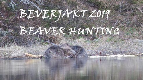 Beverjakt 2019/Beaver Hunting