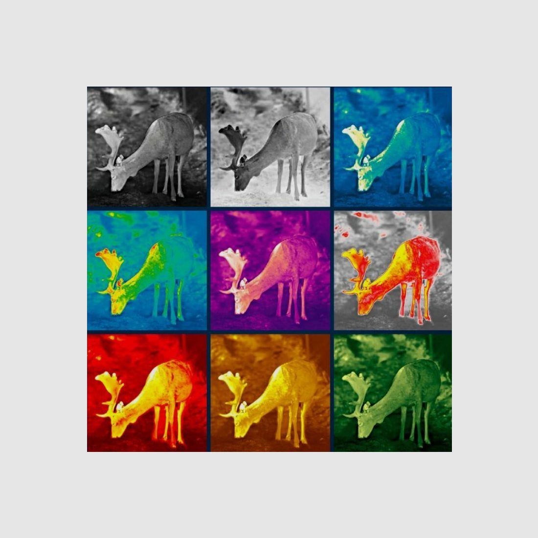 PULSAR Axion XQ19 Compact