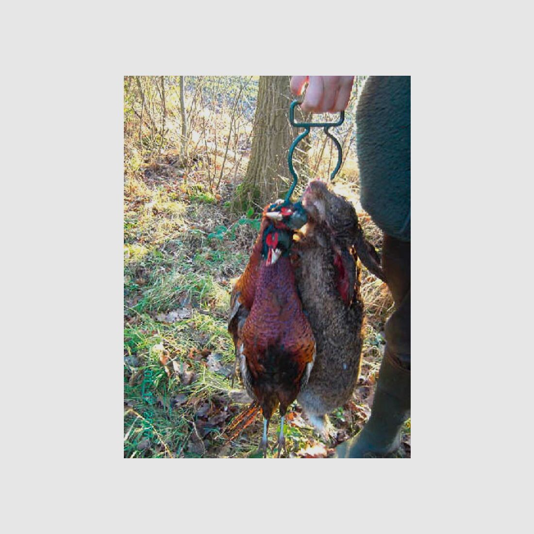 Gallo selvatico – Verde