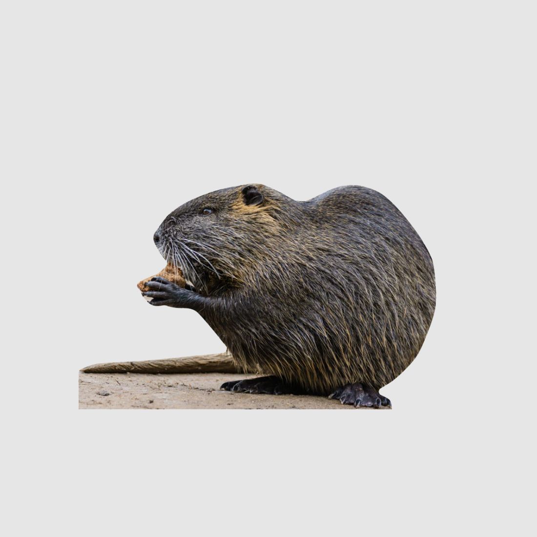 Animal stand nutria